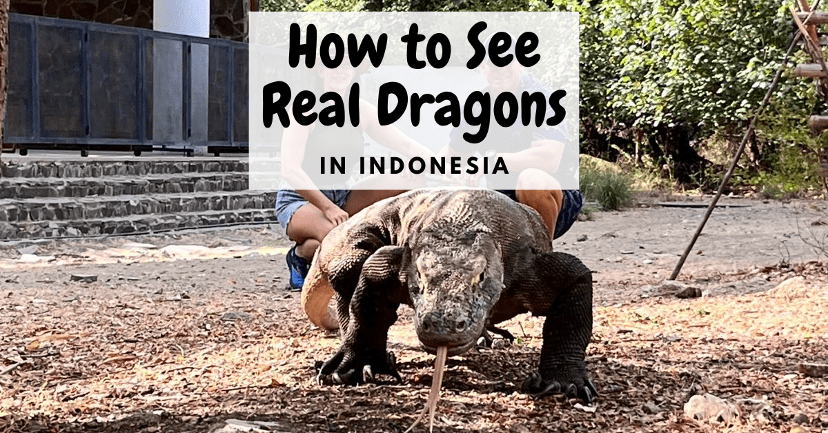 Rinca Island: Day 1 in Komodo