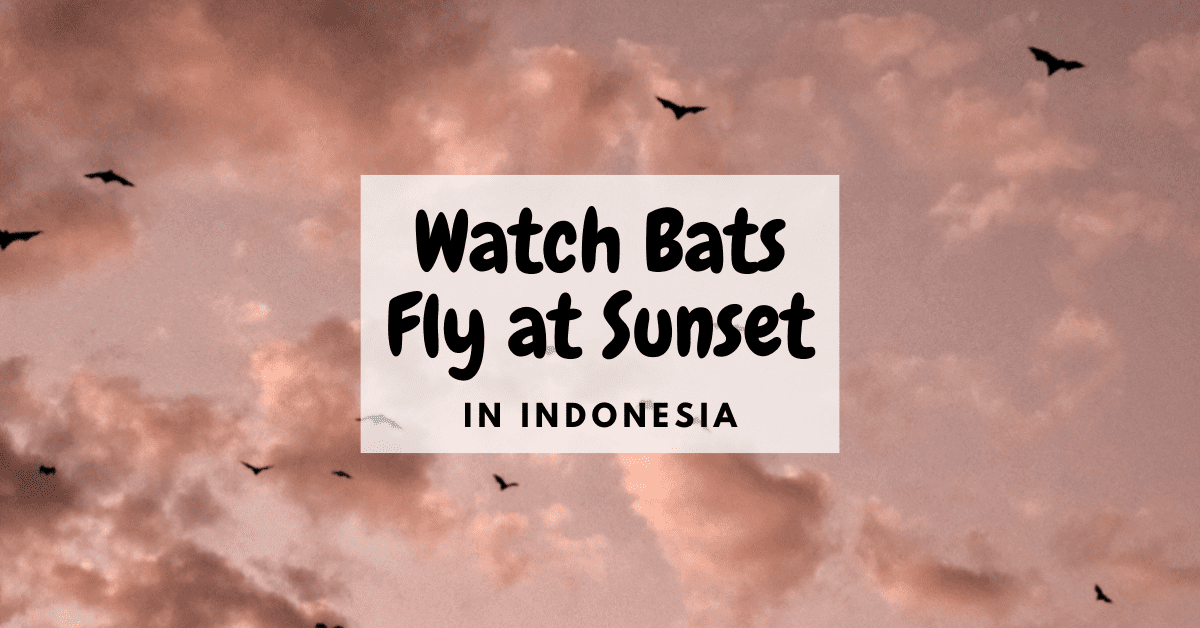 Kalong Island: Day 2 in Komodo